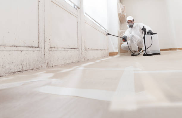 Black mold remediation team in Wenonah